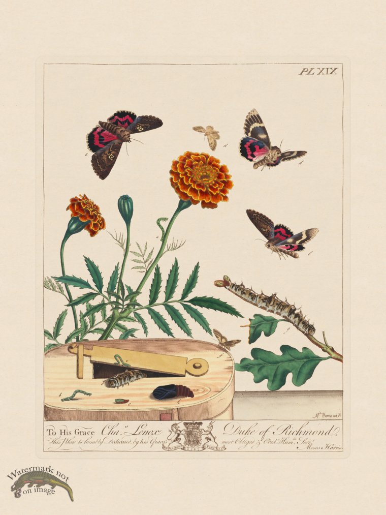 (image for) Moses Harris Insects 19