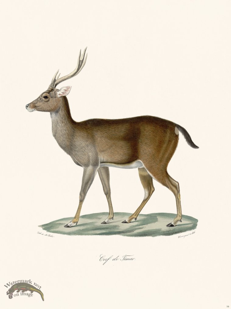 (image for) Cuvier 016 Stag Deer 