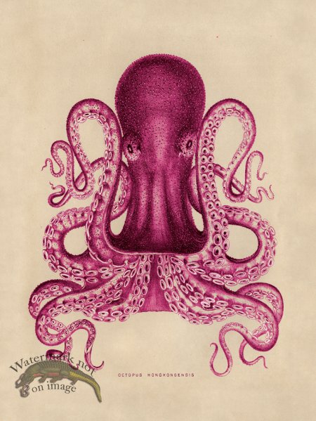 (image for) Octopus Pink 02