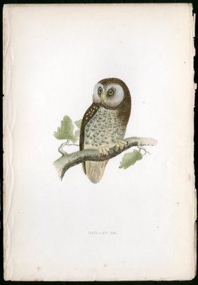 Tengmalm's Owl