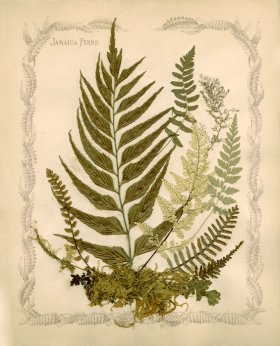 Jamaican Fern 05