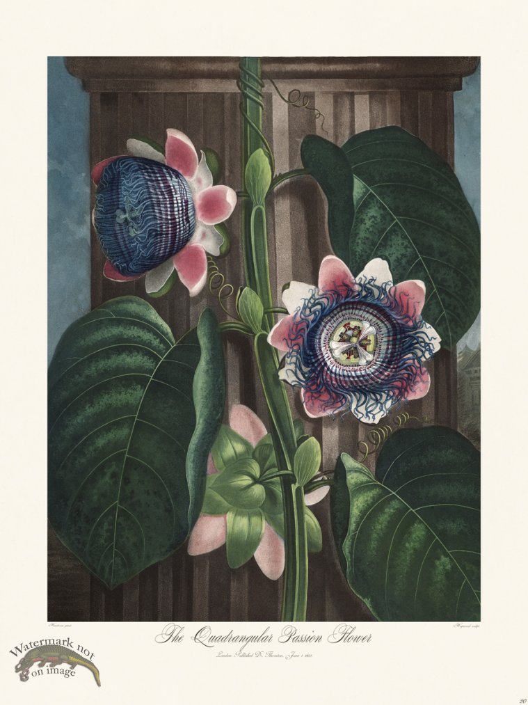 (image for) 20 The Quadrangular Passion Flower