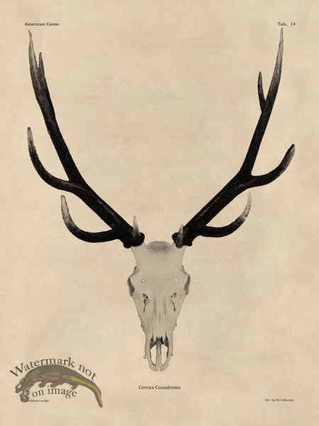 (image for) Tan Bones 14 Elk