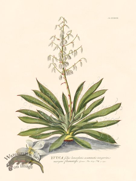 (image for) Trew Botanical 37