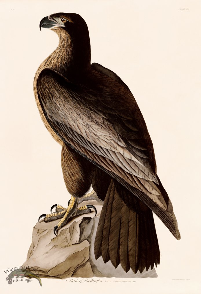 (image for) 011 Bird of Washington