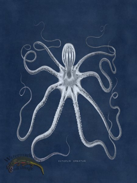 (image for) Octopus Blue 18