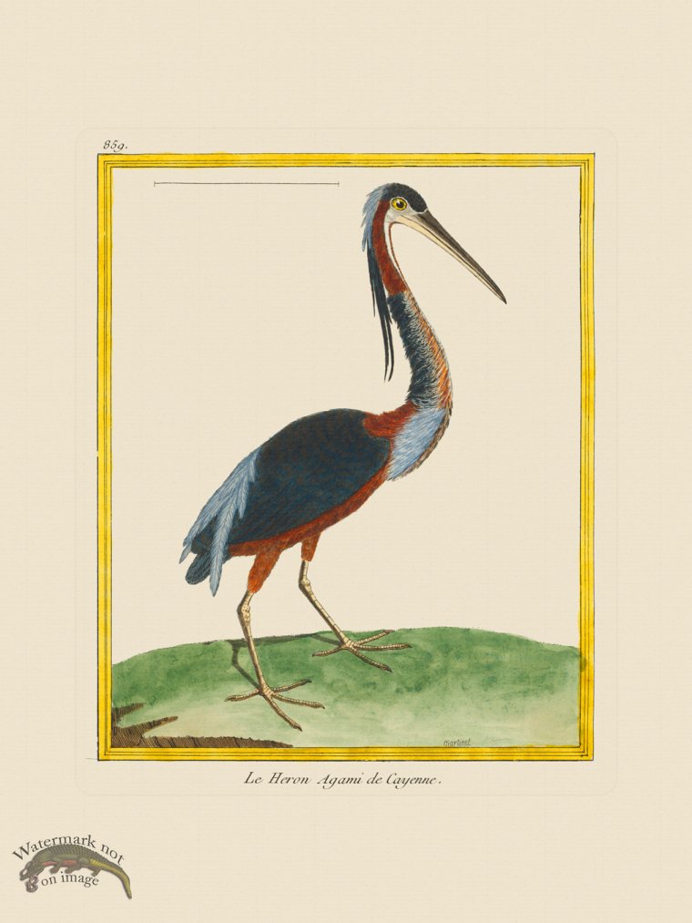 (image for) Martinet Bird 859