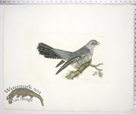 (image for) Cuckoo