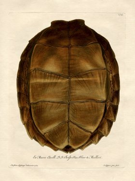 Trew Turtle Shell 11