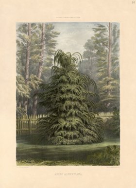 Western Hemlock or Abies Albertiana