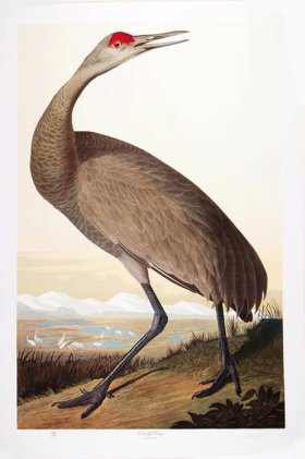 (image for) Sandhill Crane