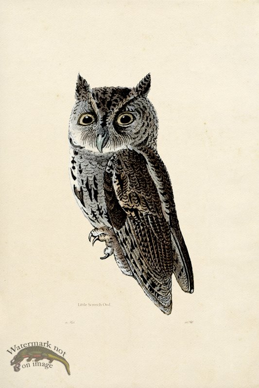 (image for) KO 12 Little Screech Owl