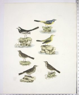 (image for) Wagtails and Pipits