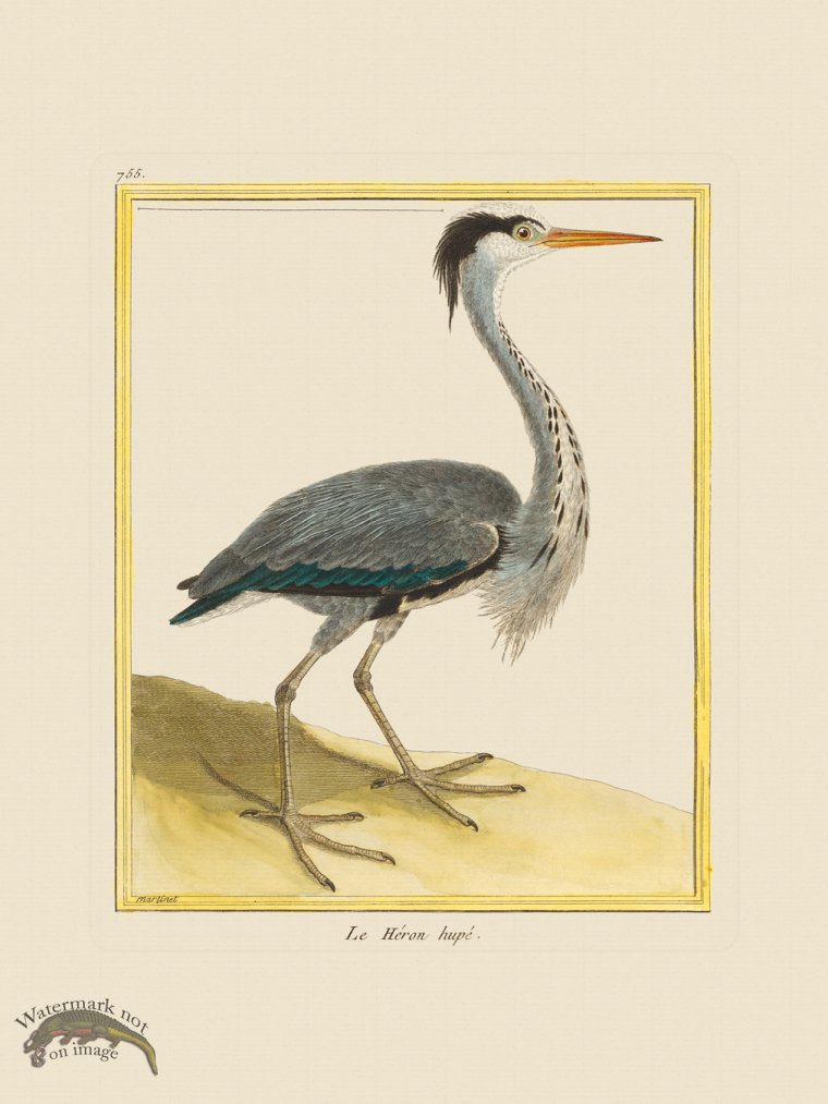 (image for) Martinet Bird 755