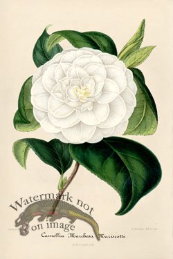 (image for) Camellias