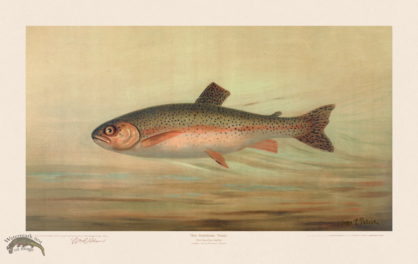 (image for) Rainbow Trout