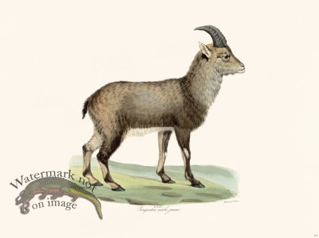 (image for) Cuvier 147 Young Male Ibex