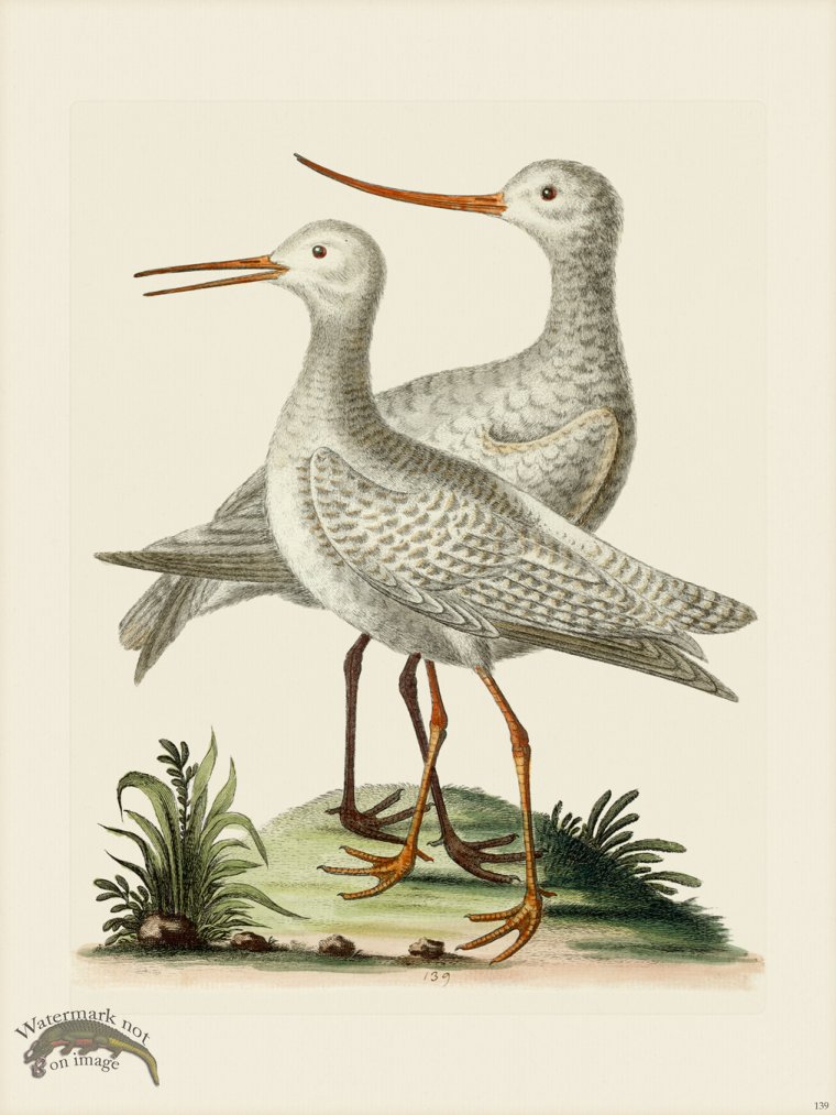 (image for) Edwards 139 White Godwit