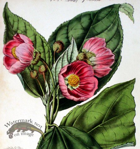 (image for) Botanical