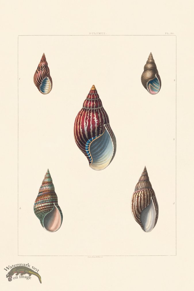 (image for) Perry Shell 30