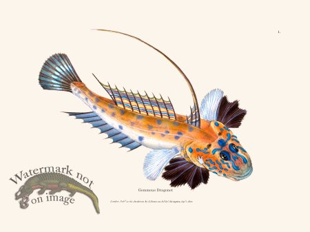 (image for) 001 Gemmous Dragonet