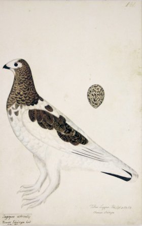 141 Swedish Birds . Tetrao Lagopus, Willow Ptarmigan, with Egg