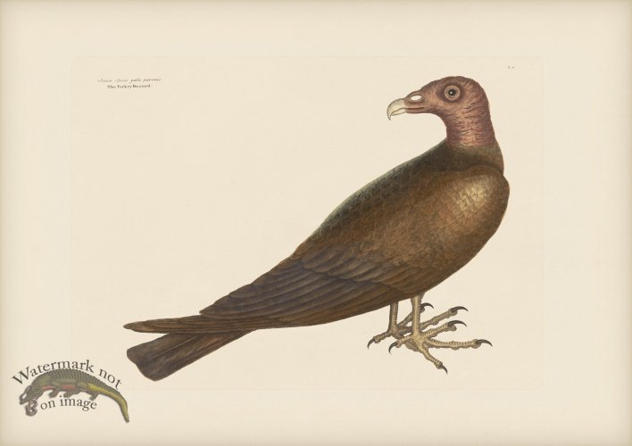 006 Turkey Buzzard