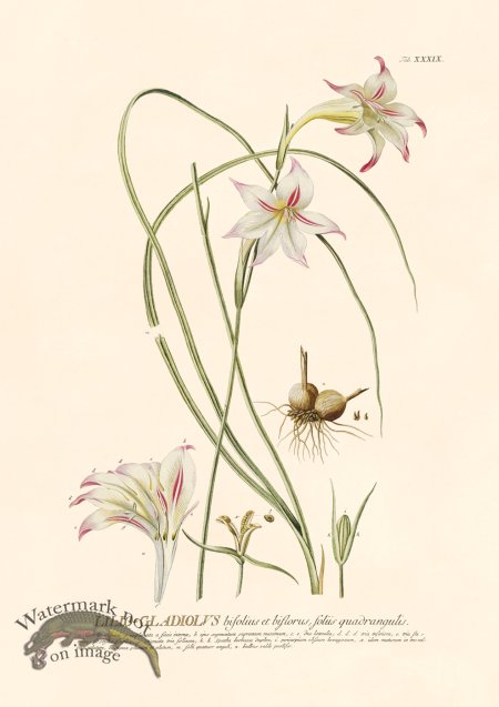 (image for) Trew Botanical 39