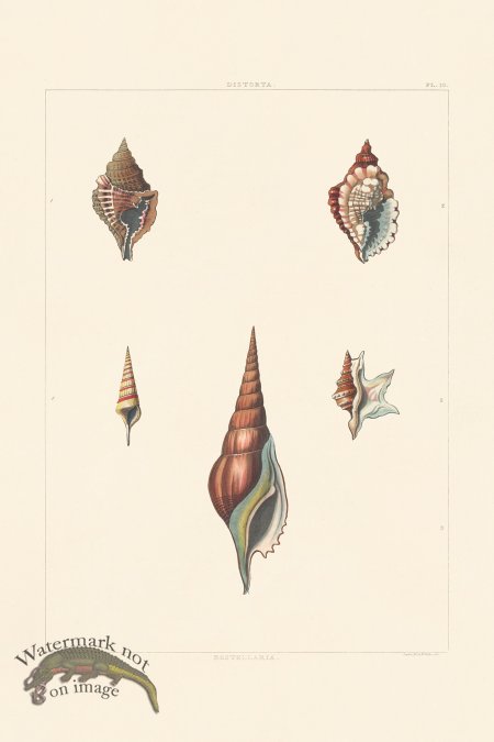 (image for) Perry Shell 10