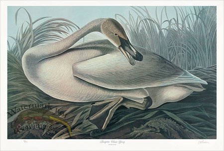 (image for) Young Trumpeter Swan