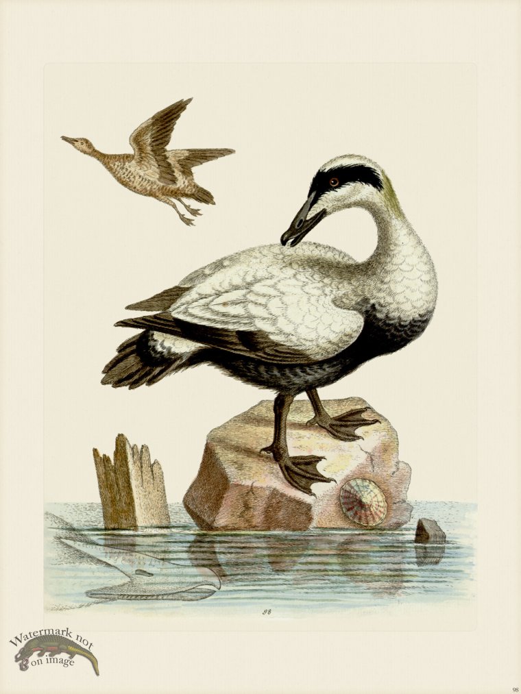 (image for) Edwards 098 Great Black and White Duck