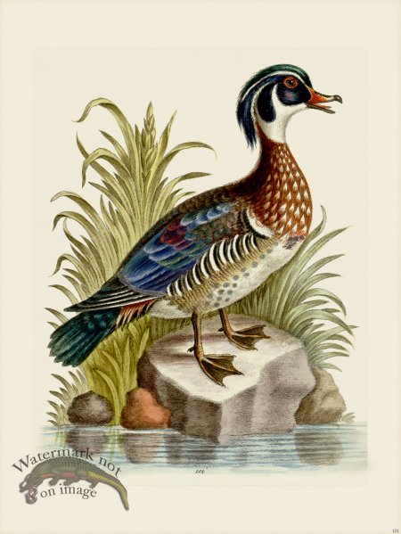 (image for) Edwards 101 Summer Duck of Catesby