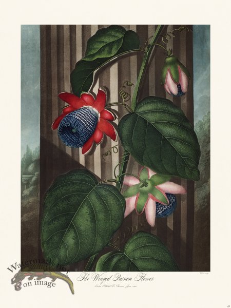 (image for) 19 The Winged Passion Flower