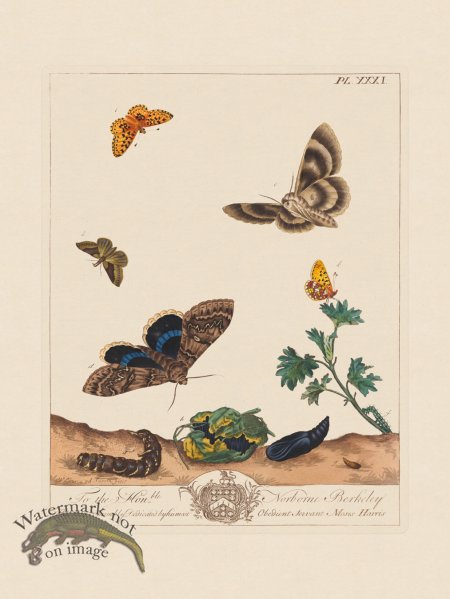 (image for) Moses Harris Insects 31