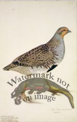 138 Swedish Birds . Tetrao Perdix, Gray Partridge