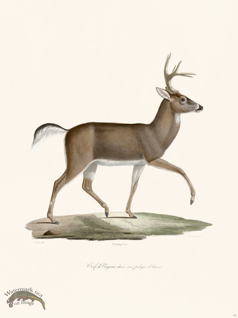 (image for) Cuvier 015 Virgina Deer