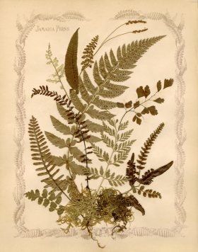 (image for) Jamaican Fern 8oc