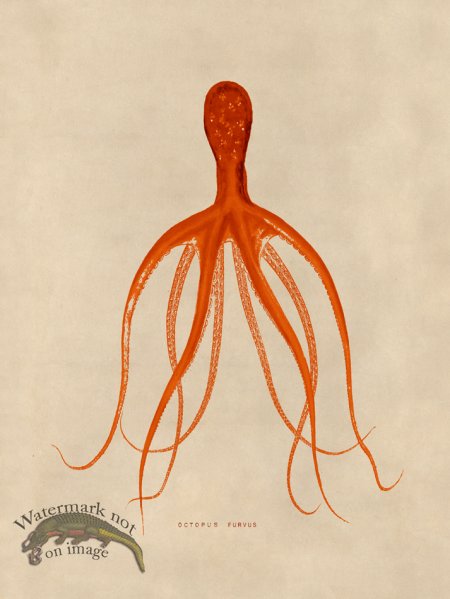 (image for) Octopus Orange 21