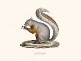 (image for) Cuvier 266 Squirrel of California