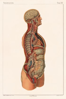 Laskowski Anatomy 15