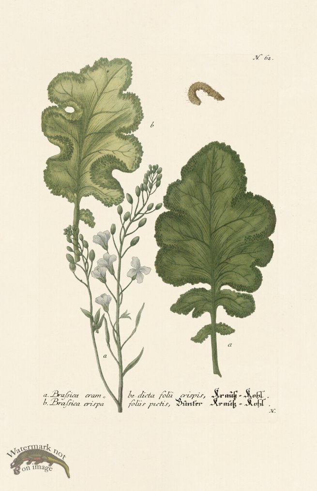 (image for) Weinmann PL 062