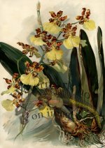 orchid 04