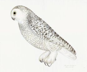 Rudbeck 027 SNOWY OWL 24x20