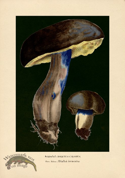 (image for) Beths Shrooms 06