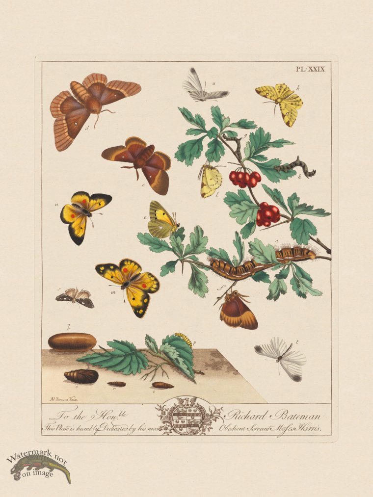 (image for) Moses Harris Insects 29