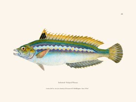 026 Indented- Striped Wrasse