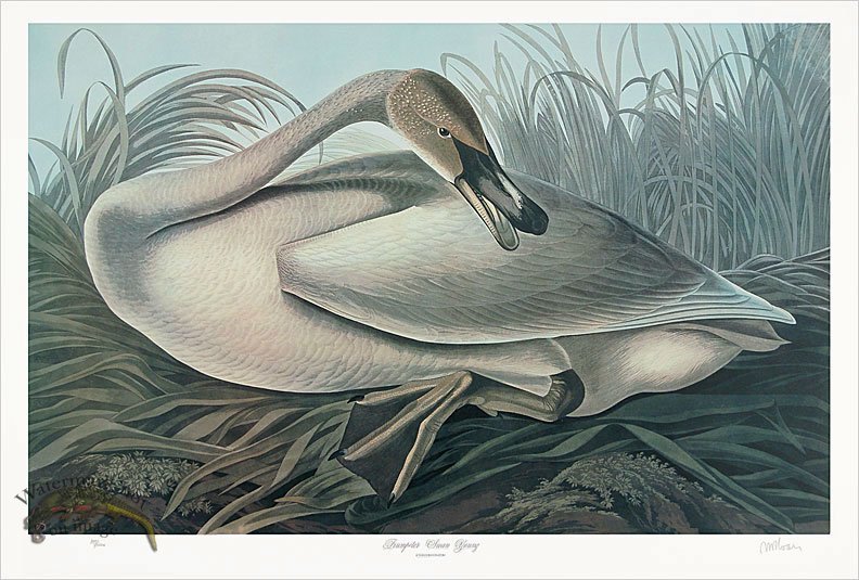 (image for) Young Trumpeter Swan