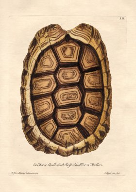 Trew Turtle Shell 02