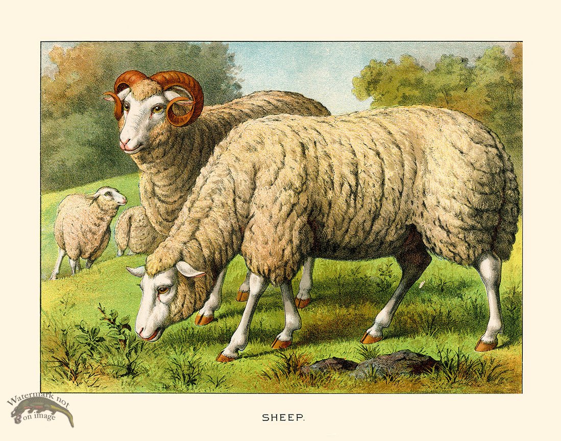 CP 02 Sheep