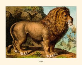 (image for) CP 13 Lion